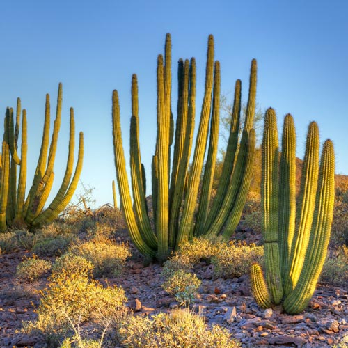 Cacti in the desert