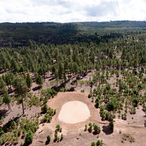 Water feature in the middle of a forest