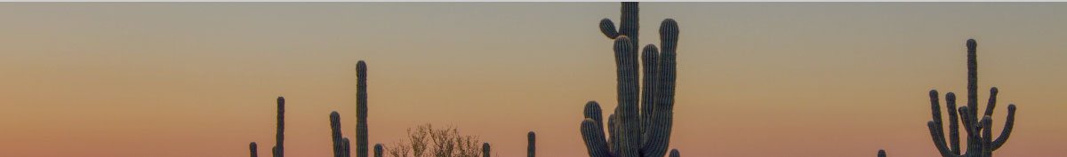 Small grove of sahuaros at dusk